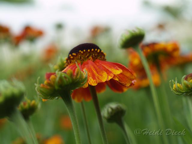 Helenium Luc_3.JPG